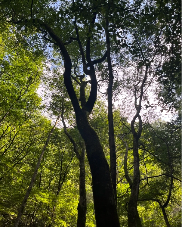 Qinling Mountains travel Qinling Mountains travel
