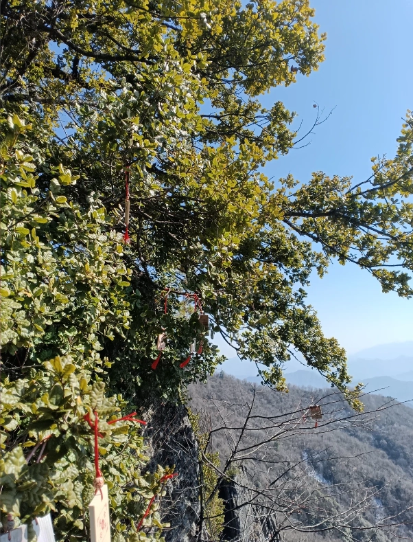 Travel photos of Ankang: Shaanxi forest park souvenirs