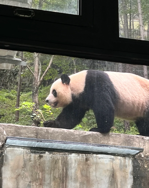 Qinling Mountains panda Qinling Mountains panda