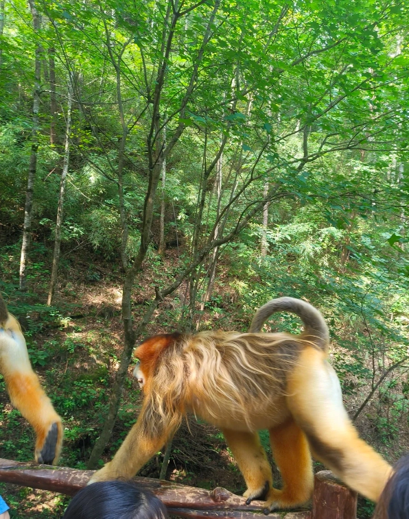 Qinling Mountains panda