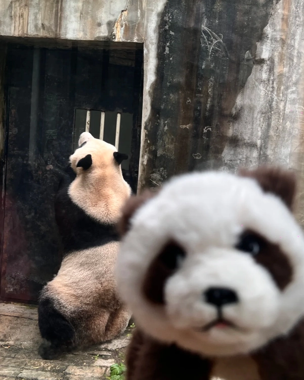 Qinling Mountains panda Qinling Mountains panda