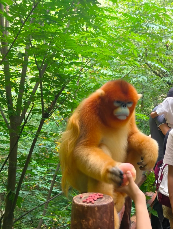 Travel photos of Hanzhong: wild panda tour