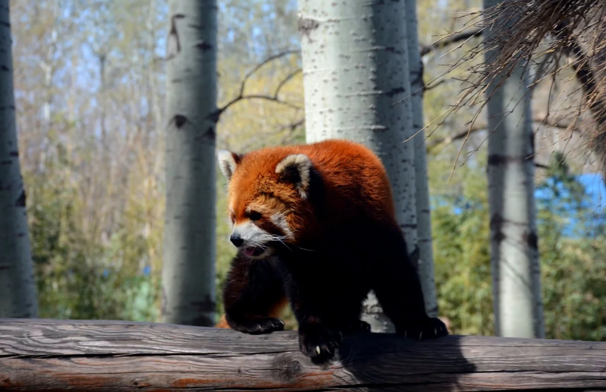Beijing Wildlife Park tickets Beijing Wildlife Park tickets