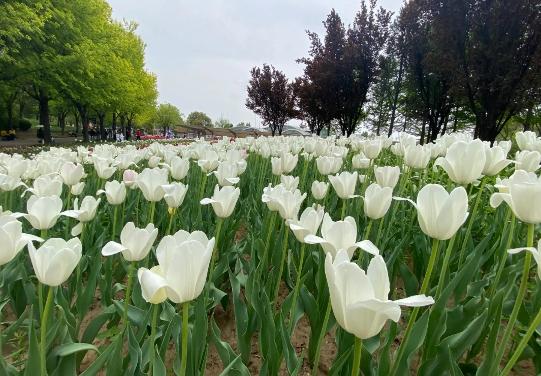 Beijing flower garden Beijing flower garden