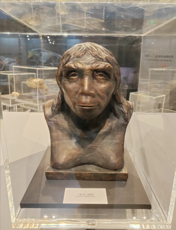 Travel photos of Beijing: Homo erectus fossils