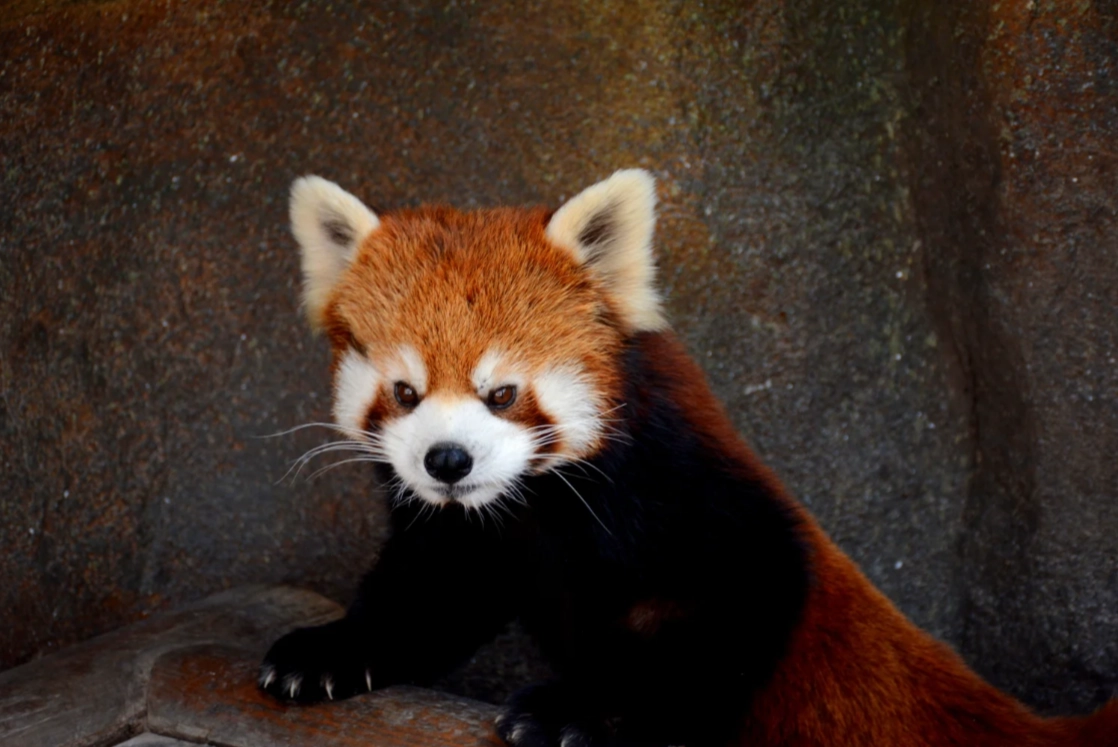 Beijing Wildlife Park review Beijing Wildlife Park review