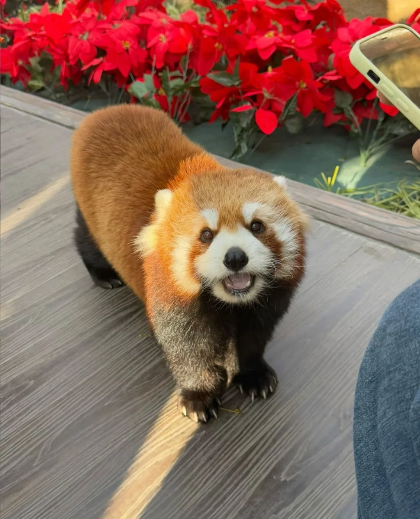 Beijing Wildlife Park tickets Beijing Wildlife Park tickets