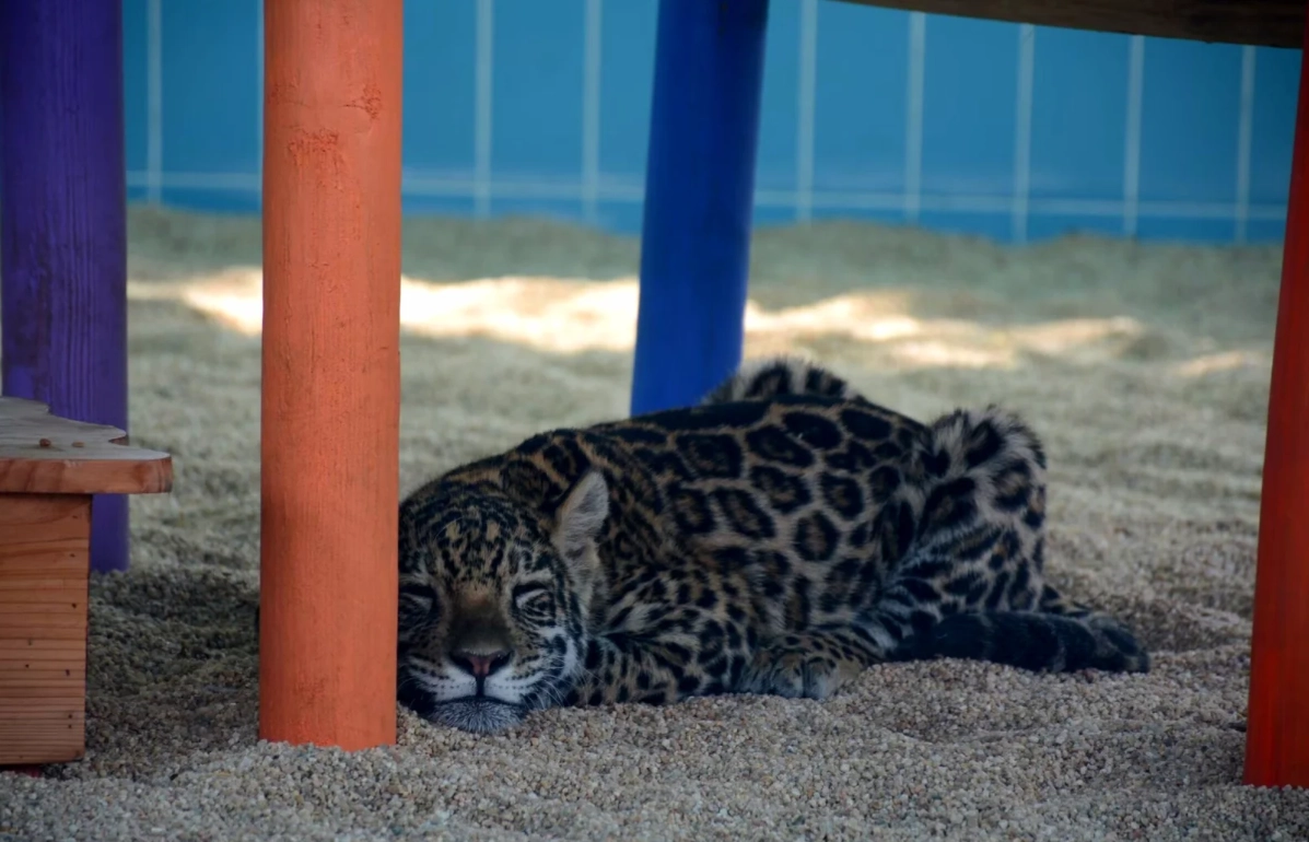 Beijing Wildlife Park hours Beijing Wildlife Park hours