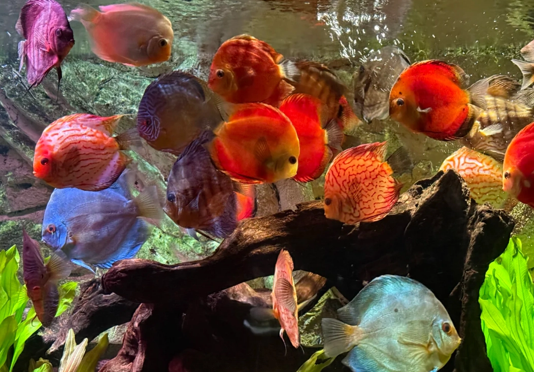 Travel photos of Shanghai: Shanghai aquarium