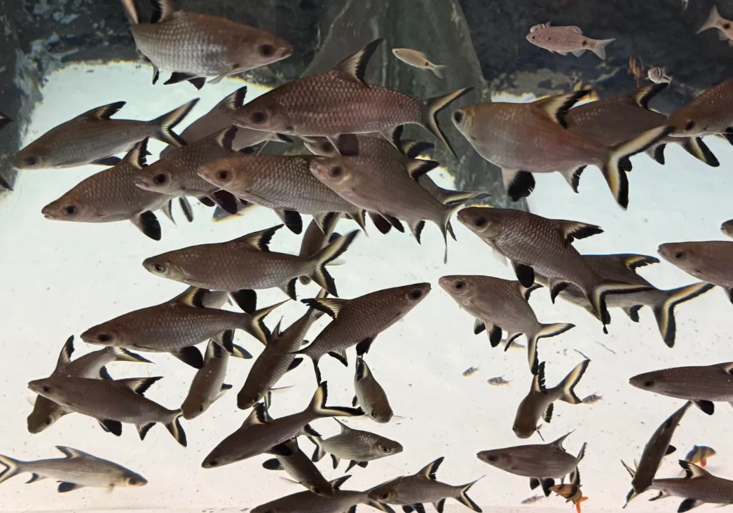 Travel photos of Shanghai: Shanghai aquarium tickets