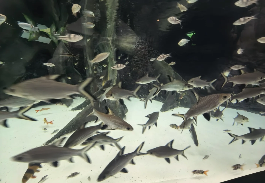 Travel photos of Shanghai: Shanghai aquarium tickets