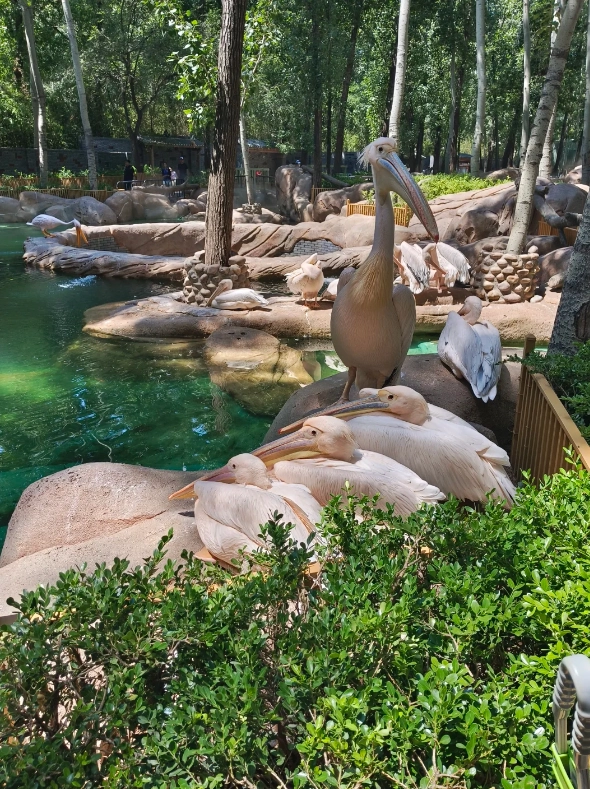 Photo of Beijing Wildlife Park: Beijing Wildlife Park discount tickets