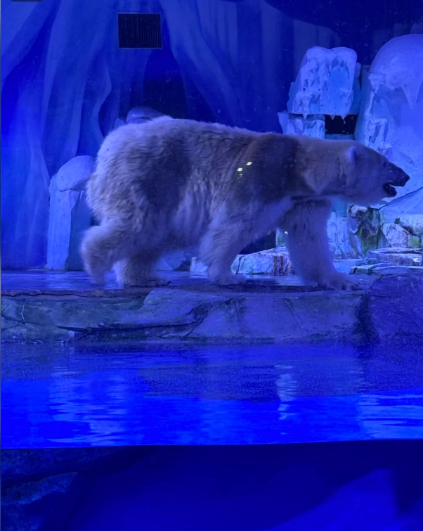 Polar Ocean Park