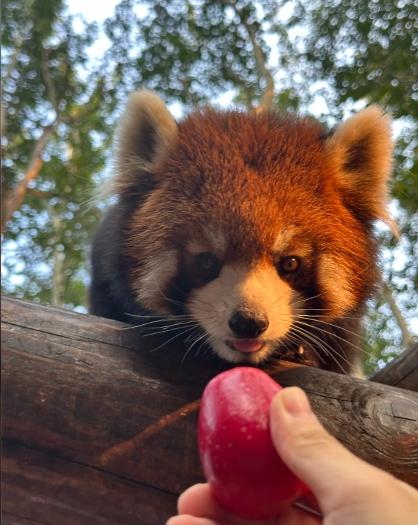 Photo of Beijing Wildlife Park: buy Beijing Wildlife Park tickets online