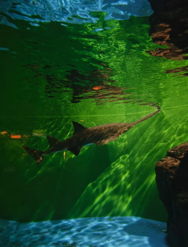 Shanghai Ocean Aquarium visit duration