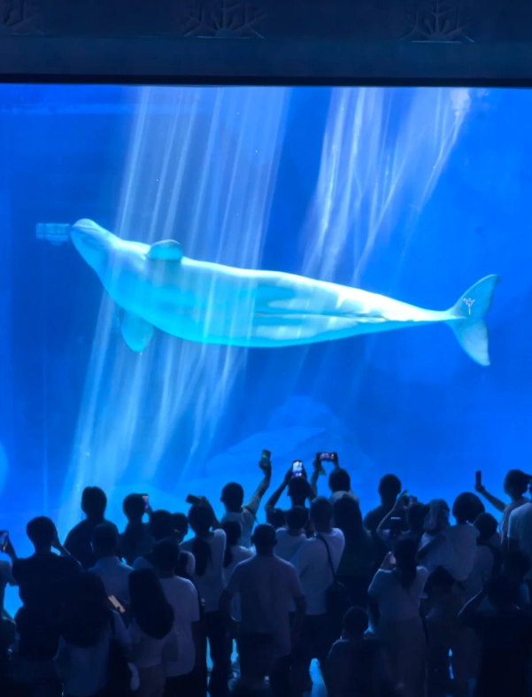 Haichang Ocean Park admission price Haichang Ocean Park admission price