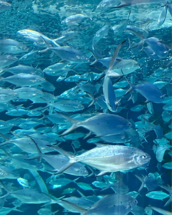 Shanghai Ocean Aquarium time Shanghai Ocean Aquarium time