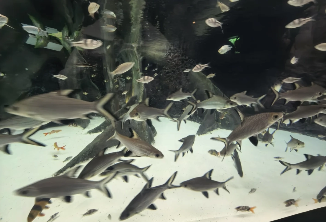 how long Shanghai Aquarium