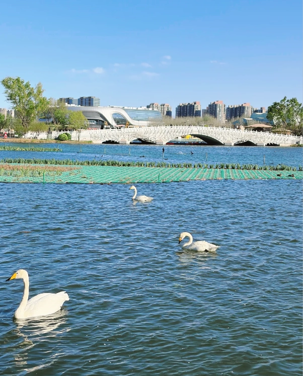 things to do in Chaoyang Park things to do in Chaoyang Park