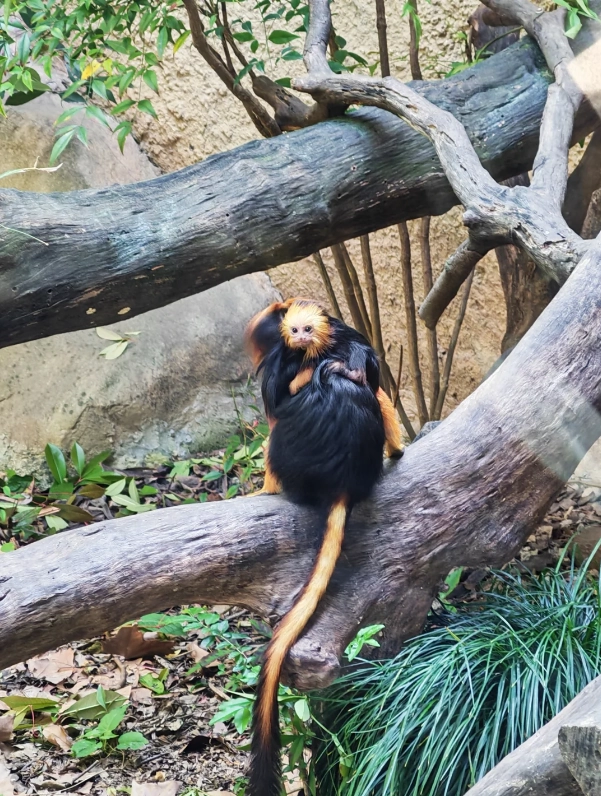Shanghai zoo safari Shanghai zoo safari