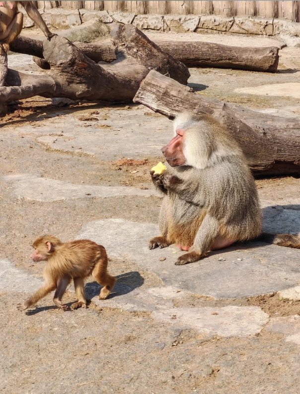 visit Shanghai Wild Animal Park visit Shanghai Wild Animal Park