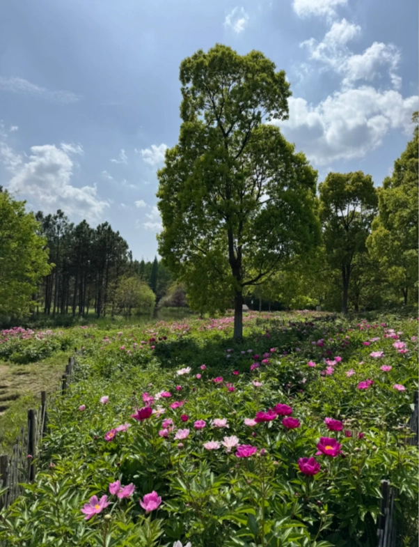 Chongming Island Chongming Island