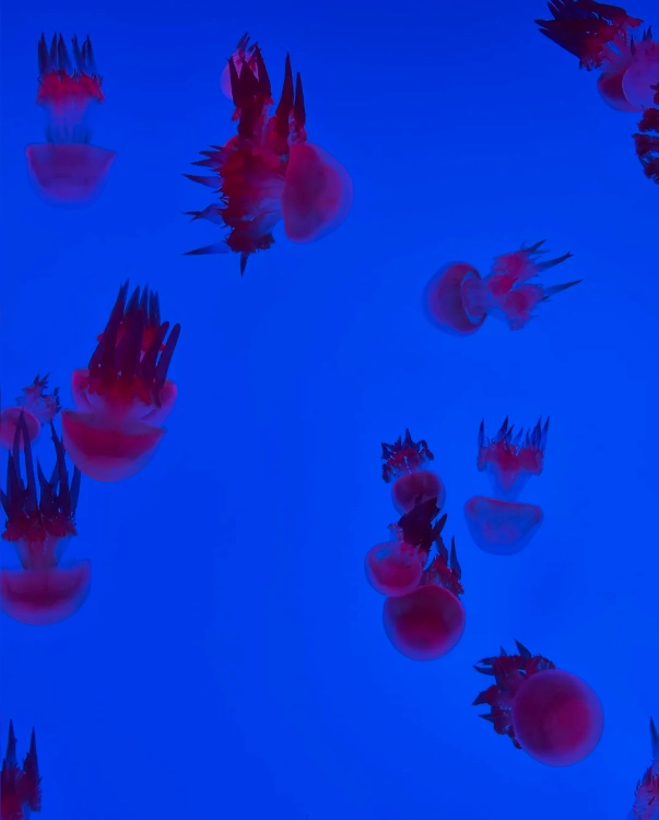 Shanghai Ocean Aquarium visit duration Shanghai Ocean Aquarium visit duration