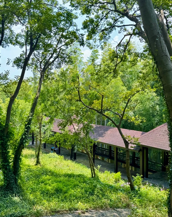 Photo of Sheshan National Forest Park: Shanghai forest park