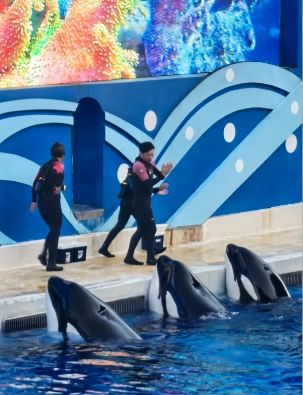 Haichang Ocean Park discount Haichang Ocean Park discount
