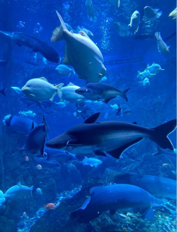 Shanghai Haichang Ocean Park tickets Shanghai Haichang Ocean Park tickets