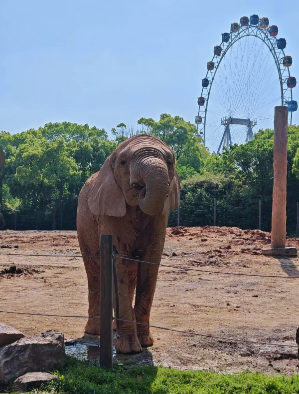 Shanghai Wild Animal Park tickets Shanghai Wild Animal Park tickets