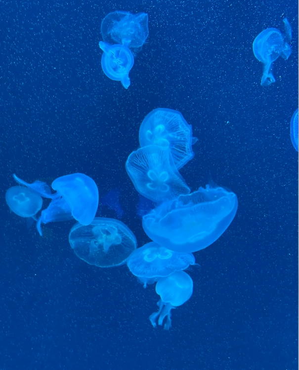 time needed Shanghai Aquarium time needed Shanghai Aquarium
