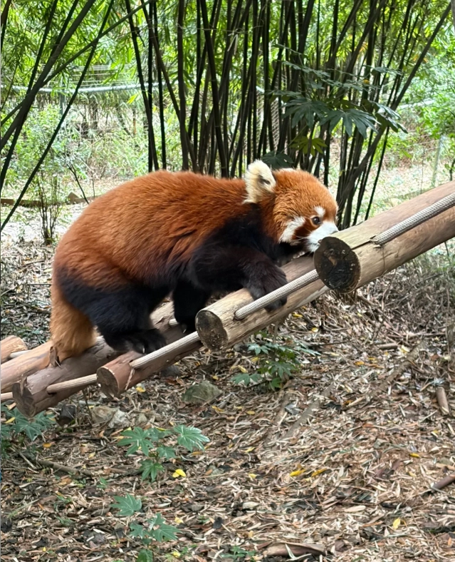 Chengdu attractions Chengdu attractions