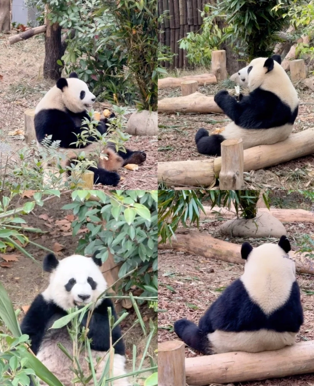 Chengdu Panda Base Chengdu Panda Base