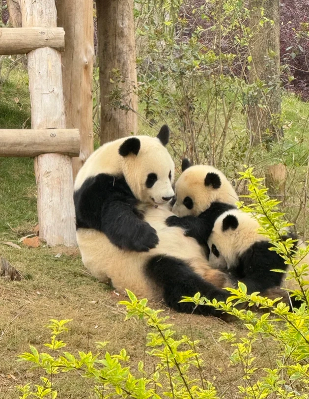best time to visit panda base best time to visit panda base