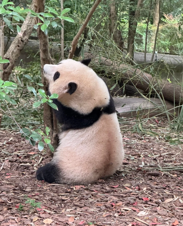 Travel photos of Chengdu: panda keeper experience