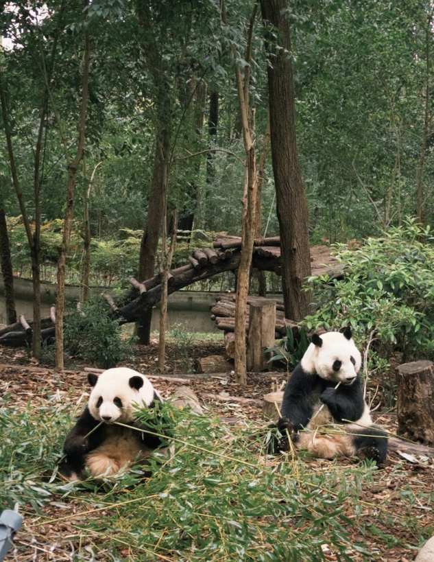 Chengdu travel tips Chengdu travel tips