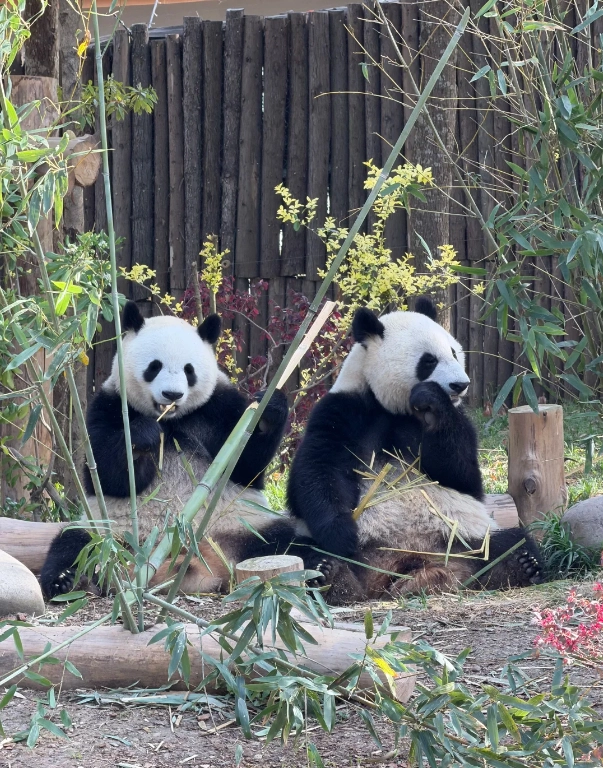 Photo of Chengdu Research Base of Giant Panda Breeding: Jinli Ancient Street