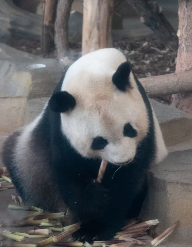Chengdu panda base Chengdu panda base