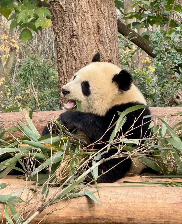 panda volunteer program panda volunteer program