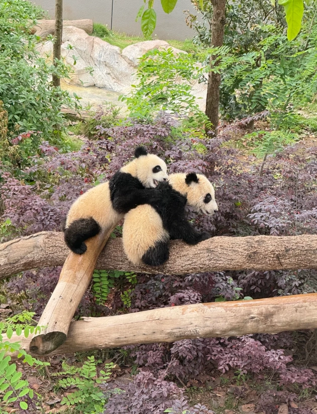 Photo of Chengdu Research Base of Giant Panda Breeding: Chengdu Panda Base