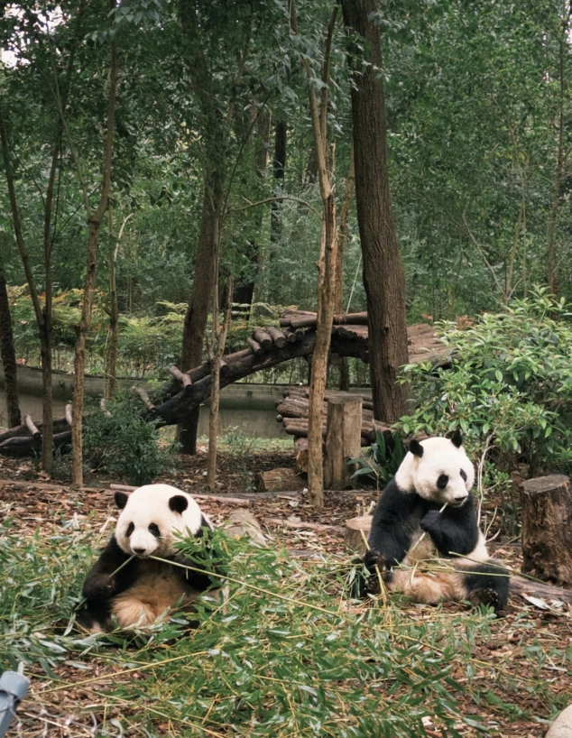 Chengdu travel Chengdu travel