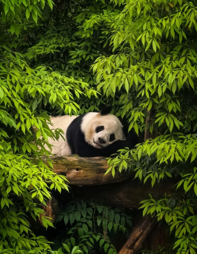 how to see pandas in Chengdu how to see pandas in Chengdu