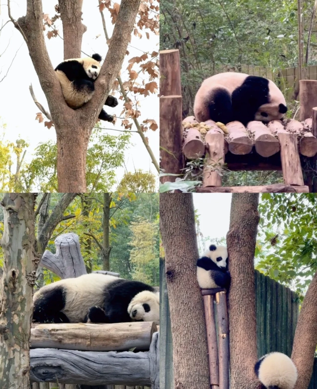 Giant Panda Breeding Center Giant Panda Breeding Center
