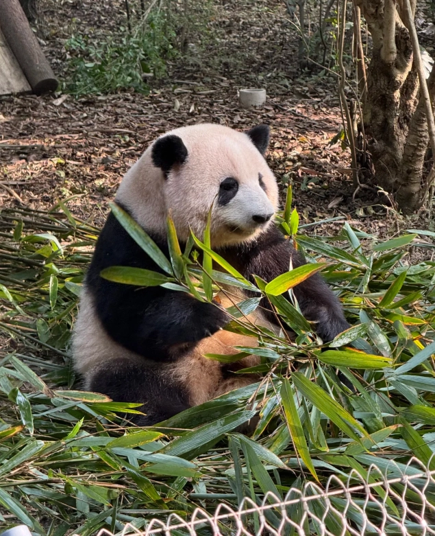 things to do in Chengdu things to do in Chengdu