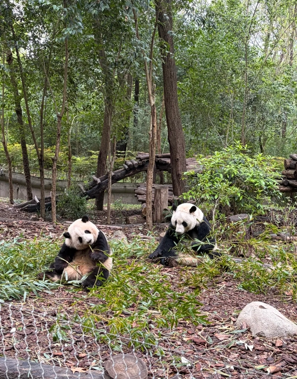 Panda Base Panda Base
