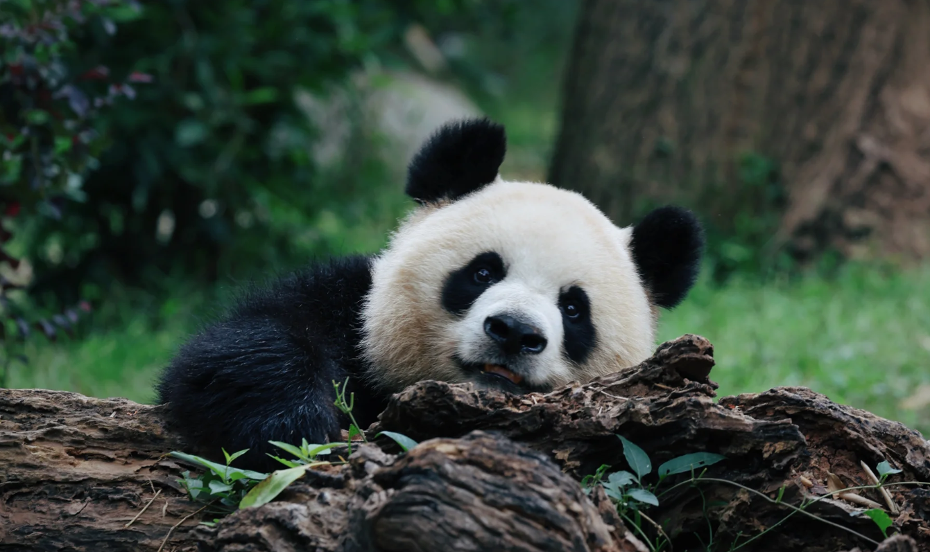 Chengdu