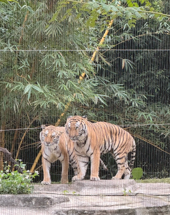 Chimelong Safari Park