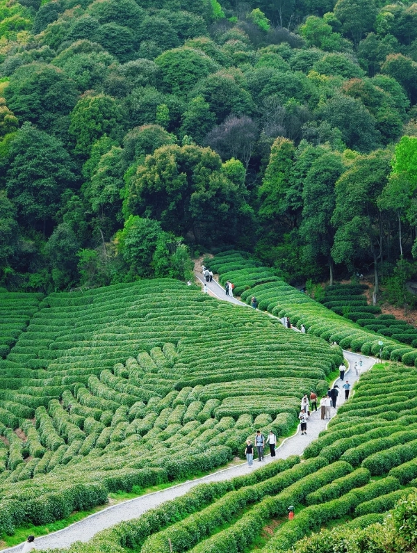 Longjing tea Longjing tea