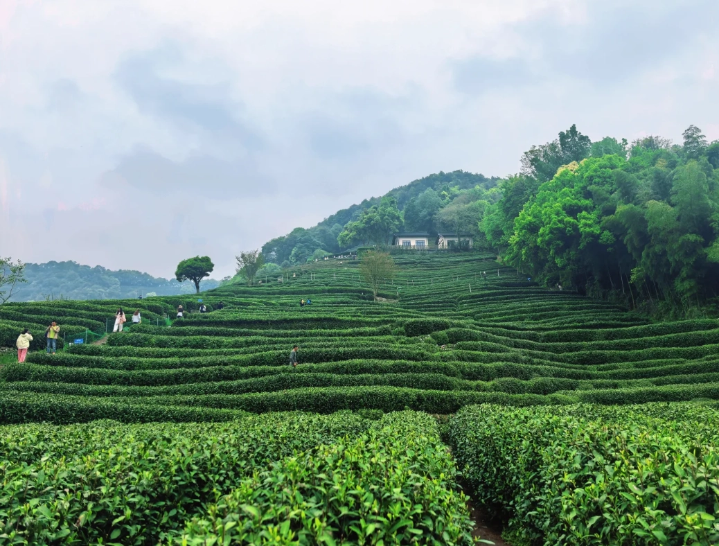 Longjing tea Longjing tea